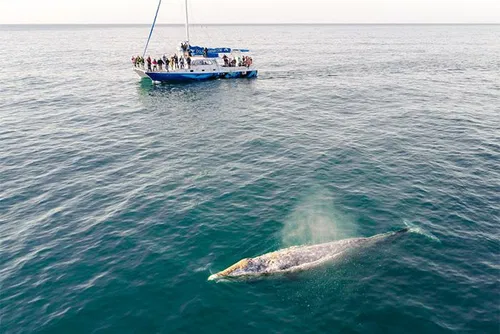 Image taken from https://cdn.tripster.com/media/product/gallery/original/Captain_Dave_s_Dolphin___Whale_Safari_(2627).jpg