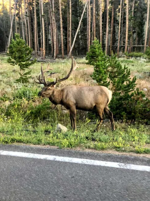 Image taken from https://paonpause.com/wp-content/uploads/2023/03/Elk-Along-Bear-Lake-Road.jpg