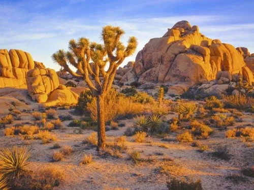 Image taken from https://flywith.virginatlantic.com/content/dam/stories/destination-article/usa/los-angeles/Joshua%20Tree%201.jpg