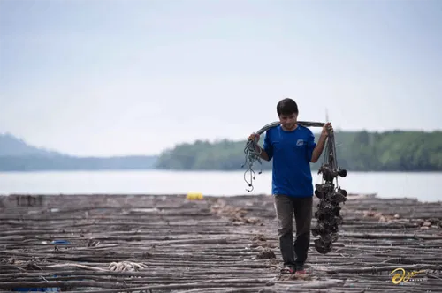 Image taken from https://phuketpearl.com/wp-content/uploads/2023/12/Pearl_Farm-1-1-768x511.png