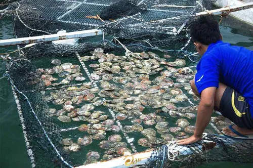 Image taken from https://phuketpearl.com/wp-content/uploads/2024/06/A-man-harvesting-oysters-at-Amorn-Phuket-Pearl-farm.jpg