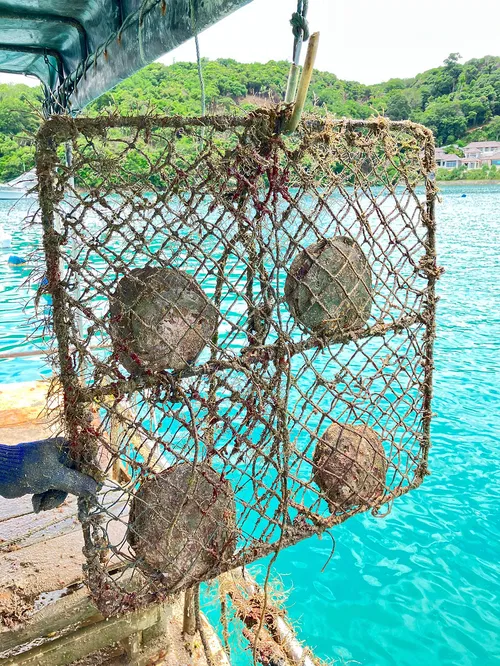 Image taken from https://static.wixstatic.com/media/1258d9_4e32a58ac84949e785abb31f9d5f9856~mv2.jpg/v1/fill/w_980,h_1307,al_c,q_85,usm_0.66_1.00_0.01,enc_avif,quality_auto/1258d9_4e32a58ac84949e785abb31f9d5f9856~mv2.jpg