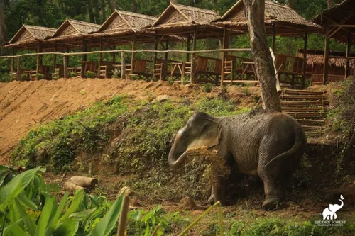 Image taken from https://powertraveller.com/wp-content/uploads/2024/08/1_phuket-hidden-forest-elephant-reserve-with-meal-transfer.jpg