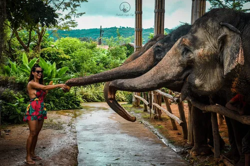Image taken from https://dynamic-media-cdn.tripadvisor.com/media/photo-o/25/7f/a8/2d/elephant-jungle-sanctuary.jpg?w=2200&amp;h=1600&amp;s=1