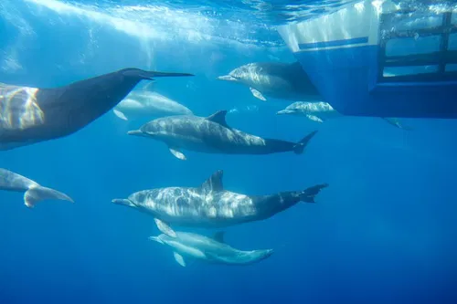 Image taken from https://dyvarcitymedia.b-cdn.net/experience-images/diskovery_e4742686a8f7b60e144161d12_1751628566100_55.jpg?format=webp&amp;width=800