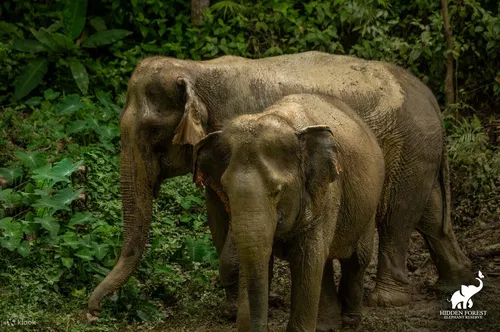 Image taken from https://res.klook.com/images/fl_lossy.progressive,q_65/c_fill,w_1295,h_861/w_80,x_15,y_15,g_south_west,l_Klook_water_br_trans_yhcmh3/activities/kvixenezam941ltrqj8d/PhuketHiddenForestElephantReserveSanctuaryExperience.jpg