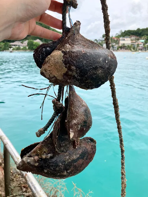 Image taken from https://static.wixstatic.com/media/1258d9_7eb1a8e104594ce2abe8ac6cbc8a5435~mv2.jpg/v1/fill/w_980,h_1307,al_c,q_85,usm_0.66_1.00_0.01,enc_auto/1258d9_7eb1a8e104594ce2abe8ac6cbc8a5435~mv2.jpg