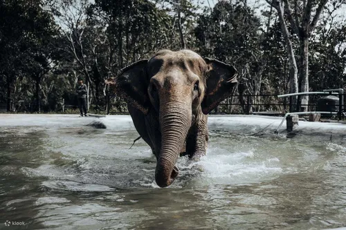 Image taken from https://res.klook.com/images/fl_lossy.progressive,q_65/c_fill,w_1295,h_863/w_80,x_15,y_15,g_south_west,l_Klook_water_br_trans_yhcmh3/activities/kj5nosauo4hp9c4oxp5w/PhuketElephantNatureReserveExperience.jpg