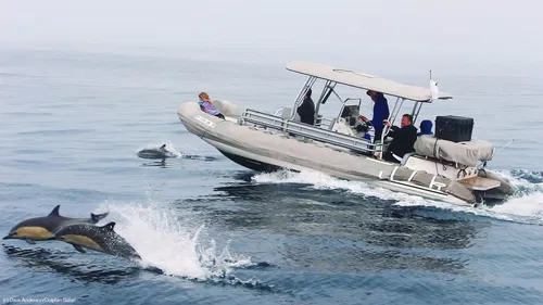 Image taken from https://dynamic-media-cdn.tripadvisor.com/media/photo-o/0e/6b/0a/13/captain-dave-s-rigid.jpg?w=1200&amp;h=900&amp;s=1