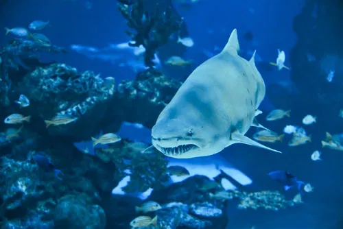 Image taken from https://www.thailandsun.com/upload/orte/aquaria-phuket-phuket-1.jpg