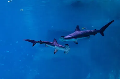 Image taken from https://images.dyvarcity.com/experience-images/dyvarcity_8e4aeb9c0eaff224bea73793a_6d.jpg