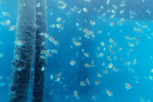 Image taken from https://images.dyvarcity.com/experience-images/dyvarcity_7ad1a727e0737c9f37ee3fe09_a5.jpg?format=webp&amp;width=800