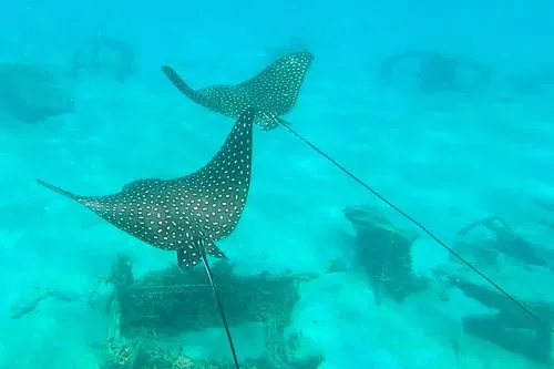 Image taken from https://images.dyvarcity.com/experience-images/dyvarcity_b8d6869586277c52c34f1b210_42.jpg?format=webp&amp;width=800