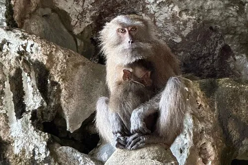 Image taken from https://images.dyvarcity.com/experience-images/dyvarcity_a41a5f4695b98f020757846f8_b3a7e9f1e369d9d25336db865_1751557858034_40.jpg