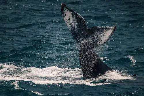 Image taken from https://float.mx/wp-content/uploads/2025/02/image-2.webp