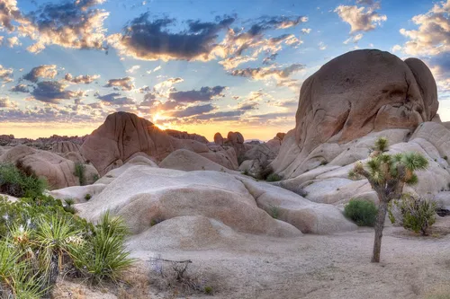 Image taken from https://peakvisor.com/img/news/Joshua-Tree-National-Park.jpg
