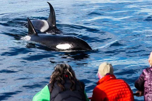 Image taken from https://dyvarcitymedia.b-cdn.net/experience-images/diskovery_e4742686a8f7b60e144161d12_1751628566155_02.jpg?format=webp&amp;width=800