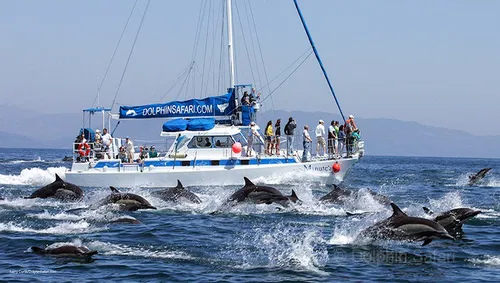 Image taken from https://daytrippen.com/wp-content/uploads/2015/01/dolphin-safari-whale-watching.jpg