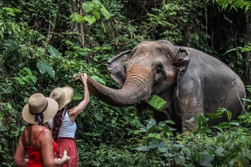 Image taken from https://www.pelago.com/img/products/TH-Thailand/elephant-adventure-experience-at-phuket-elephant-nature-reserve-thailand/8dbbfb45-1873-492e-a4a3-778d88cba72f_elephant-adventure-experience-at-phuket-elephant-nature-reserve-thailand-medium.jpg