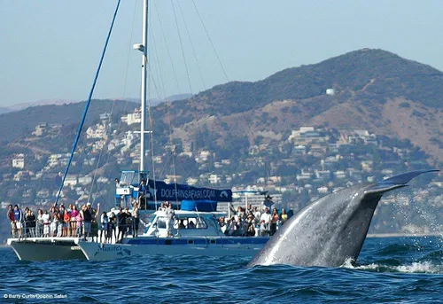 Image taken from https://dynamic-media-cdn.tripadvisor.com/media/photo-o/07/53/09/5e/capt-dave-s-dolphin-whale.jpg?w=1000&amp;h=-1&amp;s=1