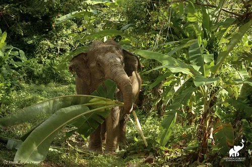 Image taken from https://res.klook.com/images/fl_lossy.progressive,q_65/c_fill,w_1295,h_862/w_80,x_15,y_15,g_south_west,l_Klook_water_br_trans_yhcmh3/activities/om5p7ukrmtc4mjwya7rr/PhuketHiddenForestElephantReserveSanctuaryExperience.jpg