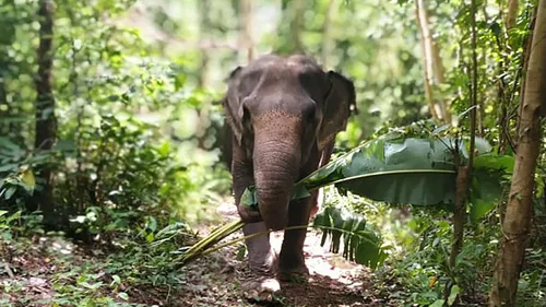 Image taken from https://phuketelephantnaturereserve.com/wp-content/uploads/2022/06/Phuket-Nature-Elephant-Reserve-Elephant-Life13-1536x864.jpg