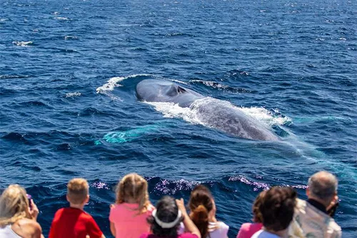 Image taken from https://cdn.tripster.com/media/product/gallery/original/Captain_Dave_s_Dolphin___Whale_Safari_(14051).jpg