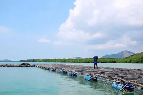 Image taken from https://phuketpearl.com/wp-content/uploads/2023/12/Pearl_Farm-2-1.png