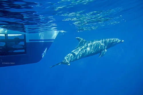 Image taken from https://dynamic-media-cdn.tripadvisor.com/media/photo-o/07/53/08/f8/capt-dave-s-dolphin-whale.jpg?w=1000&amp;h=800&amp;s=1