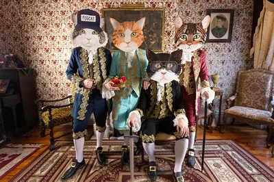 Cat-tastic Night: Music at Narrows Center!