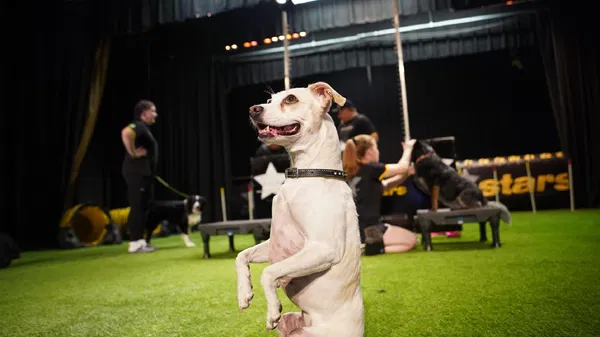 Canine Stars Stunt Dog Show: Chandler Family Fun!