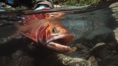Charleston's Fly Fishing Film Fest Tickets