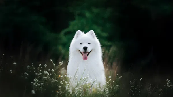 Top Dog Film Festival 2026 at Anita's Theatre