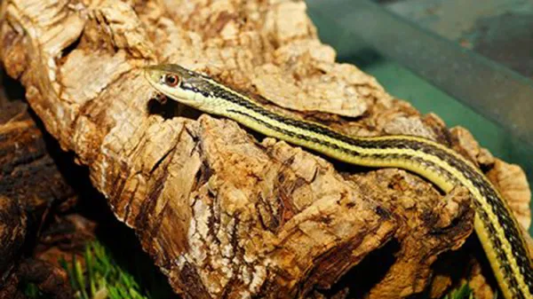 Book Terraria en Exoknaag at EXPO Houten Tickets