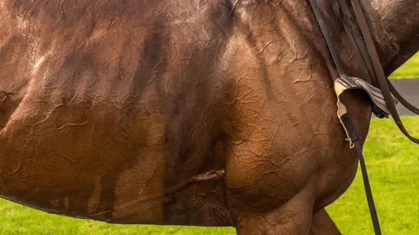 Book Tickets: L'École Espagnole d'Équitation at Paris Arena