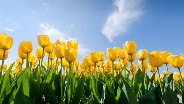 Tulip Time Flower Festival 2025 Tickets