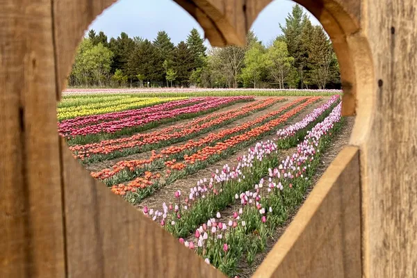 JP Niagara Tulip Experience: Pick Tulips in Pelham