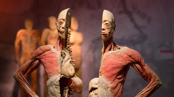 Real Bodies at Horseshoe Las Vegas Tickets