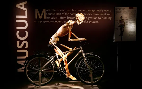 Bodies The Exhibition Las Vegas | Luxor Tickets