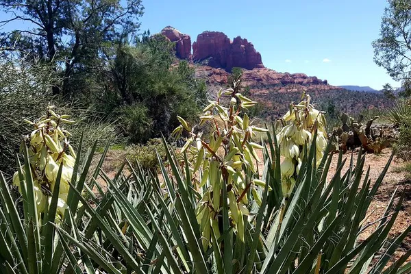 Sedona Vortex Tour: Awaken Your Spirit in Four Hours