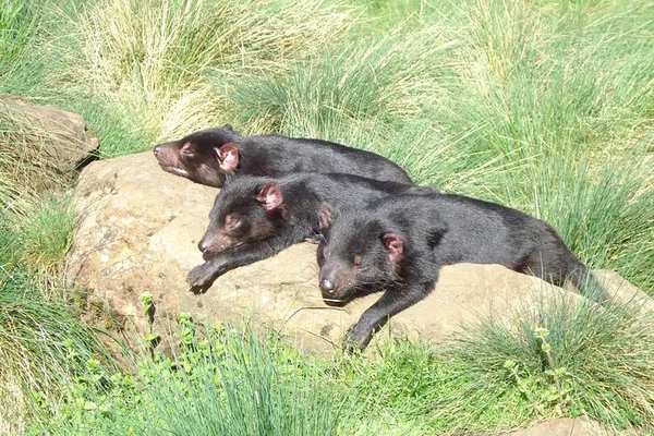 Devils@Cradle: A Wildlife Adventure Through Tasmanian Devil Territory