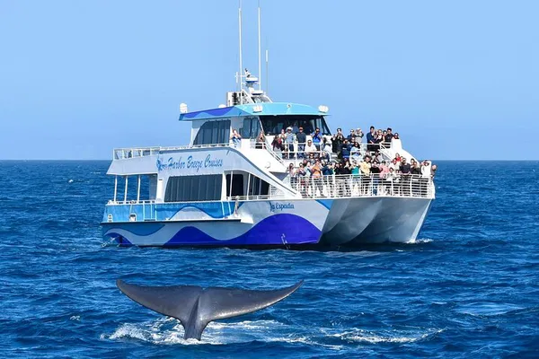 Long Beach Whale Watching Tour: Guaranteed Sightings!