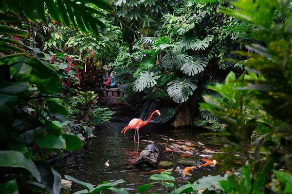 Immerse Yourself in a Tropical Paradise: Victoria Butterfly Gardens Experience