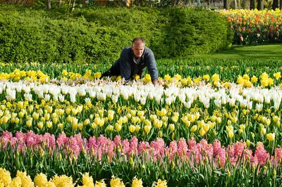 Keukenhof & Amsterdam Lakes: A Blooming Windmill Cruise!