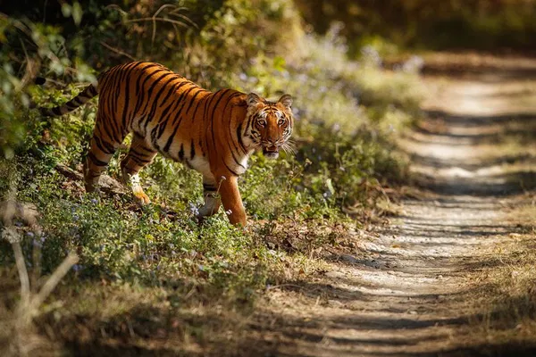 Bandipur & Mysore: Wildlife Safari & Palace Tour