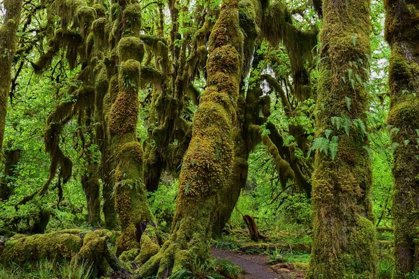 Hoh Rain Forest & Rialto Beach Tour: Olympic National Park
