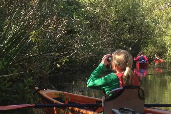 Everglades Kayak Safari: Paddle Through Mangrove Tunnels!
