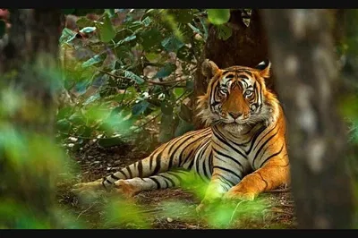 Jaipur Wildlife Adventure: Leopard & Tiger Safari - 2-Day Thrill!