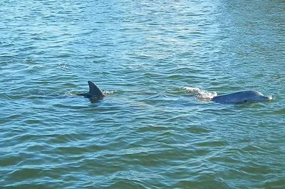 Discover Cocoa Beach's Wonders: Indian River Lagoon Boat Tour