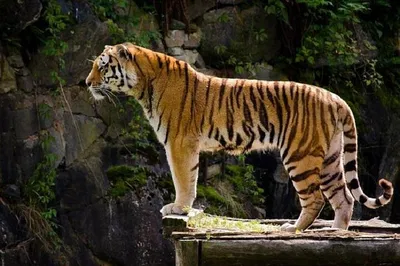 Unveiling India's Majesty: Delhi, Agra, Jaipur & Ranthambore Adventure